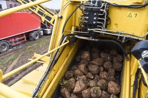 Sugar Beet Truck Traffic Increases Accident Concerns