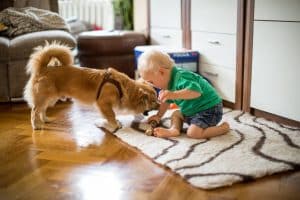 Curbing the Uptick of Dog Bites to Children During COVID