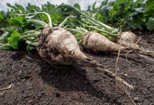 Sugar Beet Season Can Lead to Increased Risk of Injury