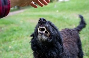 The Role of Animal Control Laws in North Dakota Dog Bite Cases